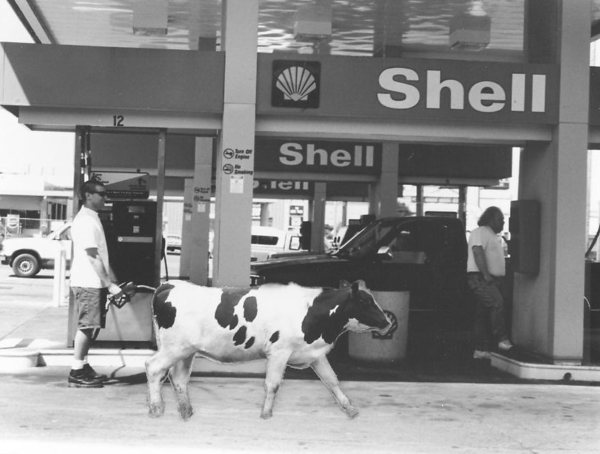 Cow Series