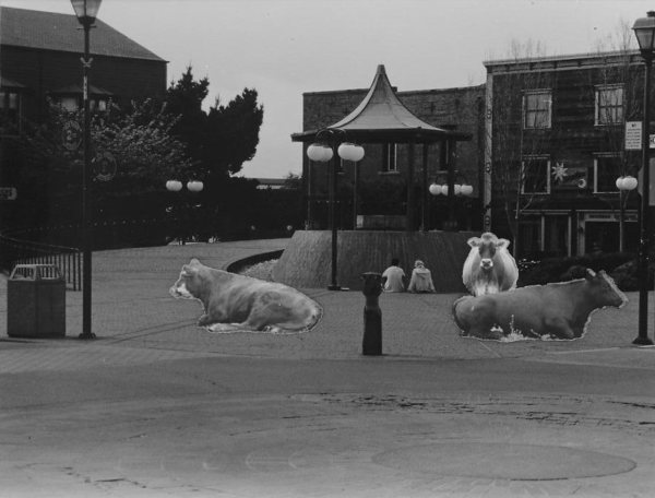 Cow Series