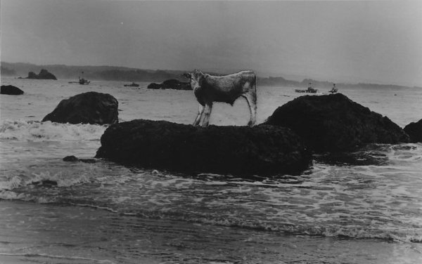 Cow Series